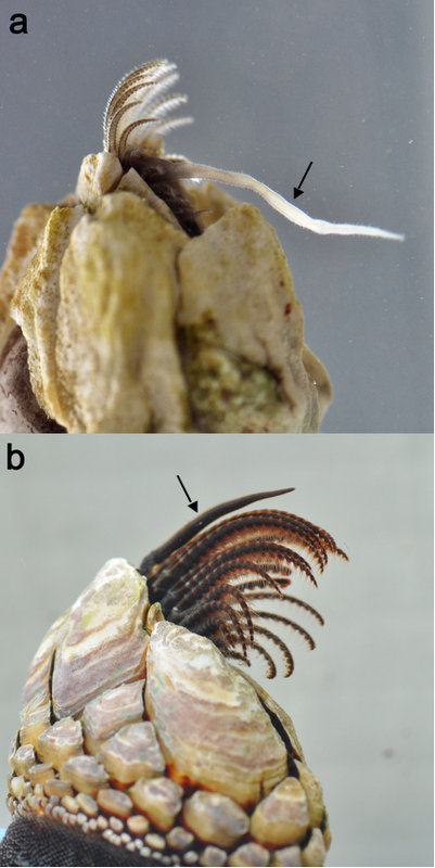 Fig 3. a) Balanus glandula penis length versus b) Pollicipes polymerus penis length. Credit: C.J. Neufeld