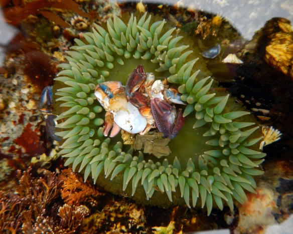 Crab bits in the mid intertidal Giant Green Sea anamene