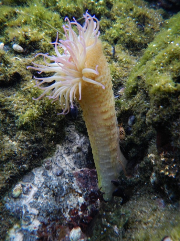 A view of the full size of the strangely elongated anemone. This might be from growing above some large mussels that have since died. Credit. N. Webster